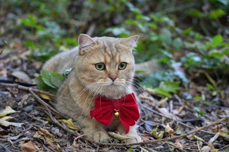 Acidente de Trabalho: CAT, Benefício B91 e Estabilidade 5 Acidente de Trabalho 2026: CAT, B91 e Estabilidade no INSS