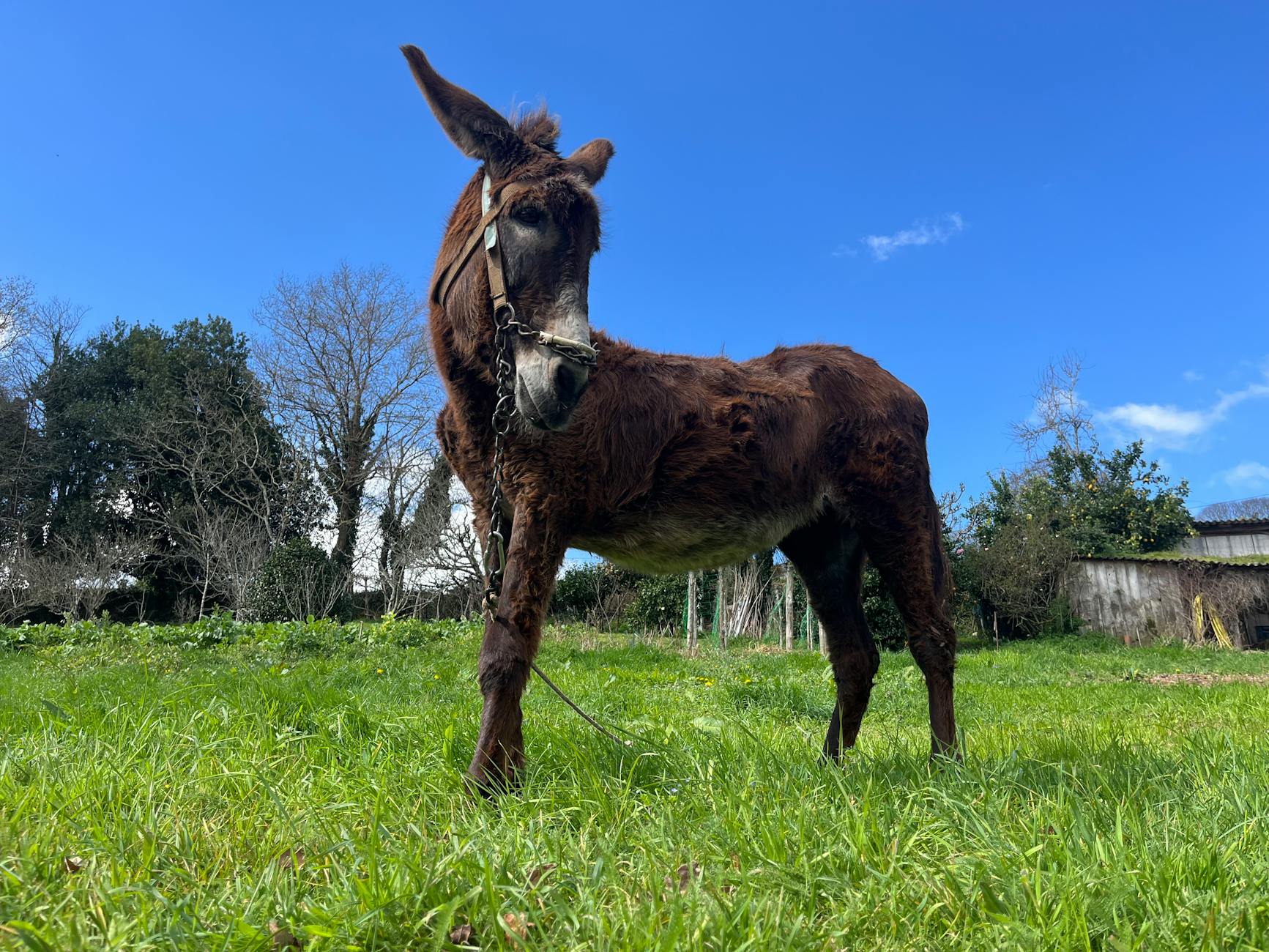 Direitos dos Animais: Proteção Legal no Brasil em 2026 1 Direitos dos Animais: Proteção Legal no Brasil