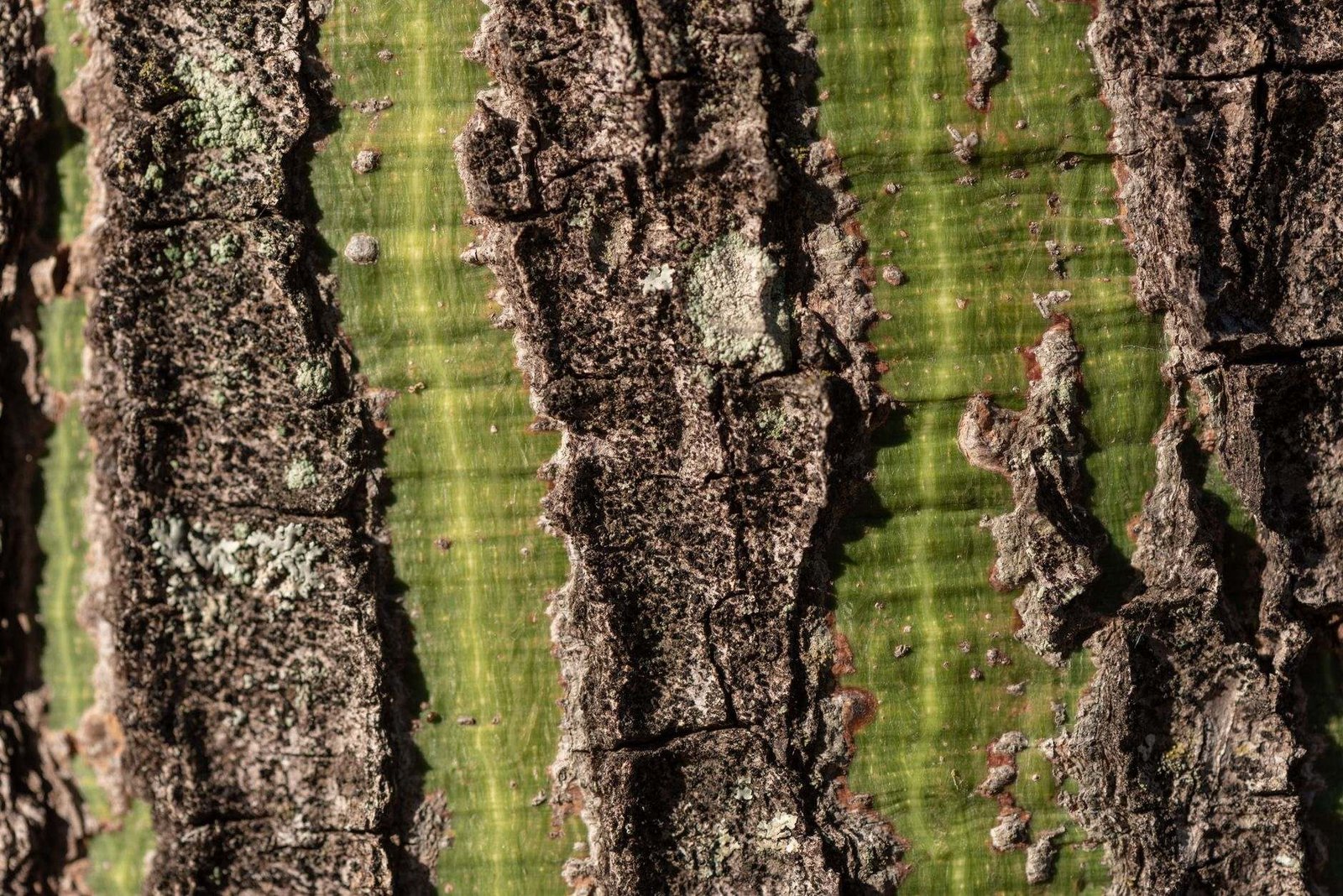 Close-up view of the intricate bark texture of a tree in Minas Gerais, Brazil.