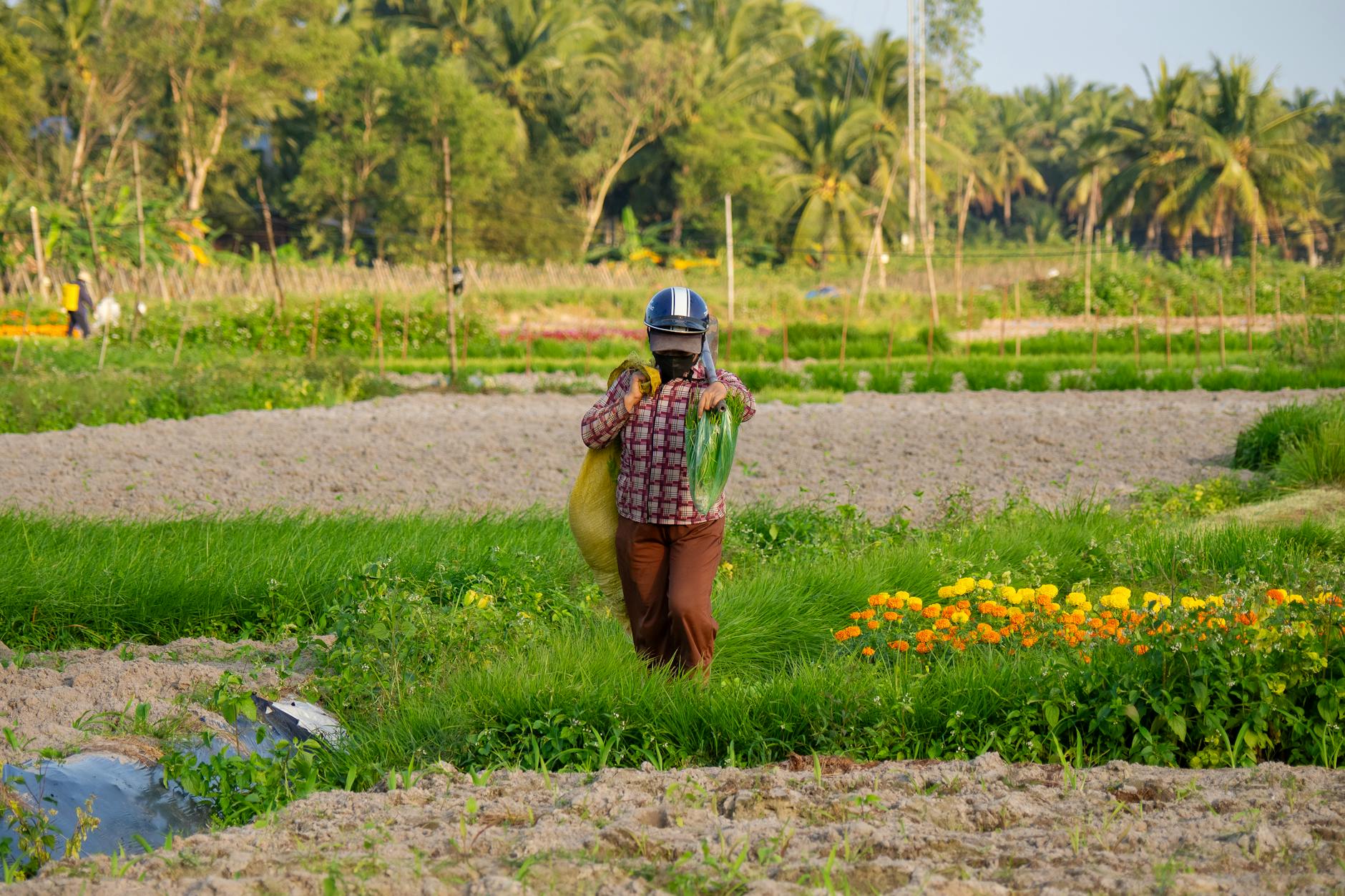 Segurado Especial 2026: Comprovação e Direitos no INSS 1 Segurado Especial 2026: Comprovação e Direitos no INSS
