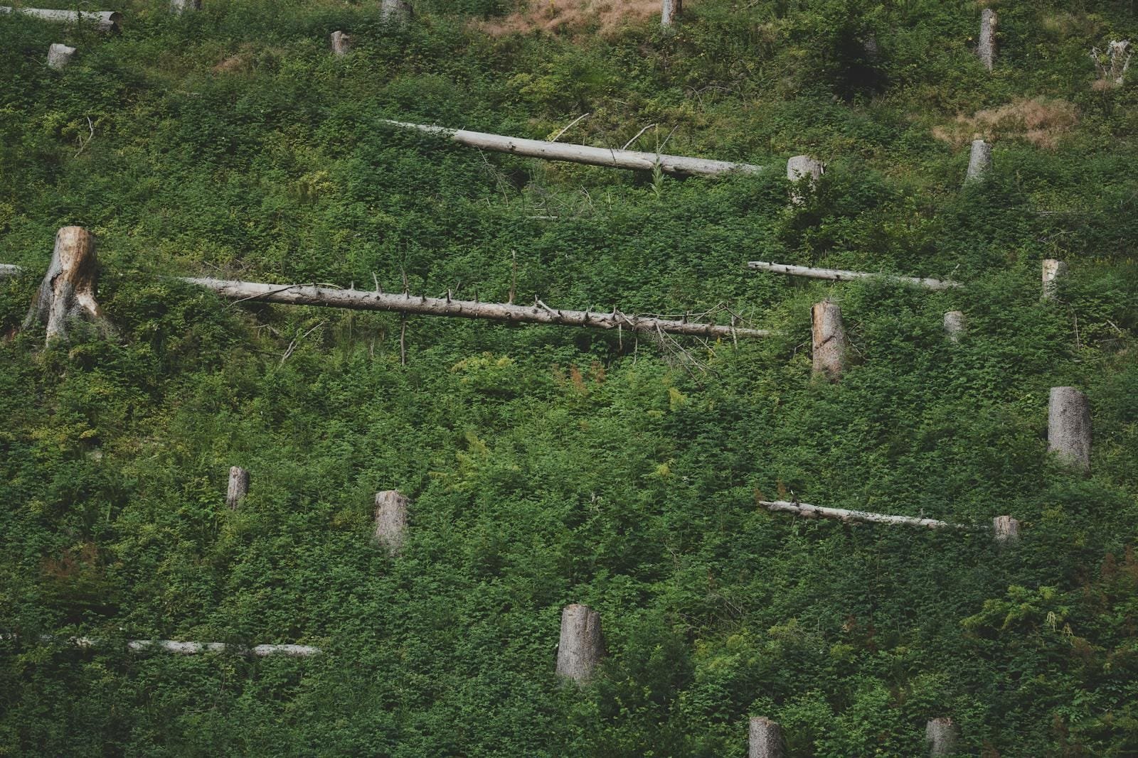 Área de floresta desmatada ilustrando crime ambiental