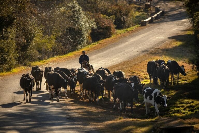 A scenic view of a herd of cows guided by a farmer on a rural road in Minas, Uru