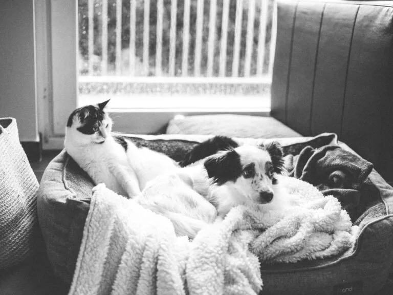 Black and white photo of a cat and dog cuddling on a pet bed indoors by a window.