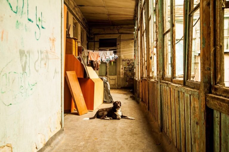 A rustic indoor corridor featuring a dog, hanging laundry, and old furniture.