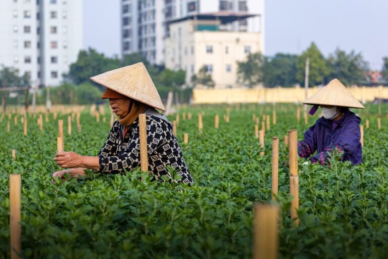 Two Vietnamese farmers tending to crops in Hà Nội field with urban backdrop.