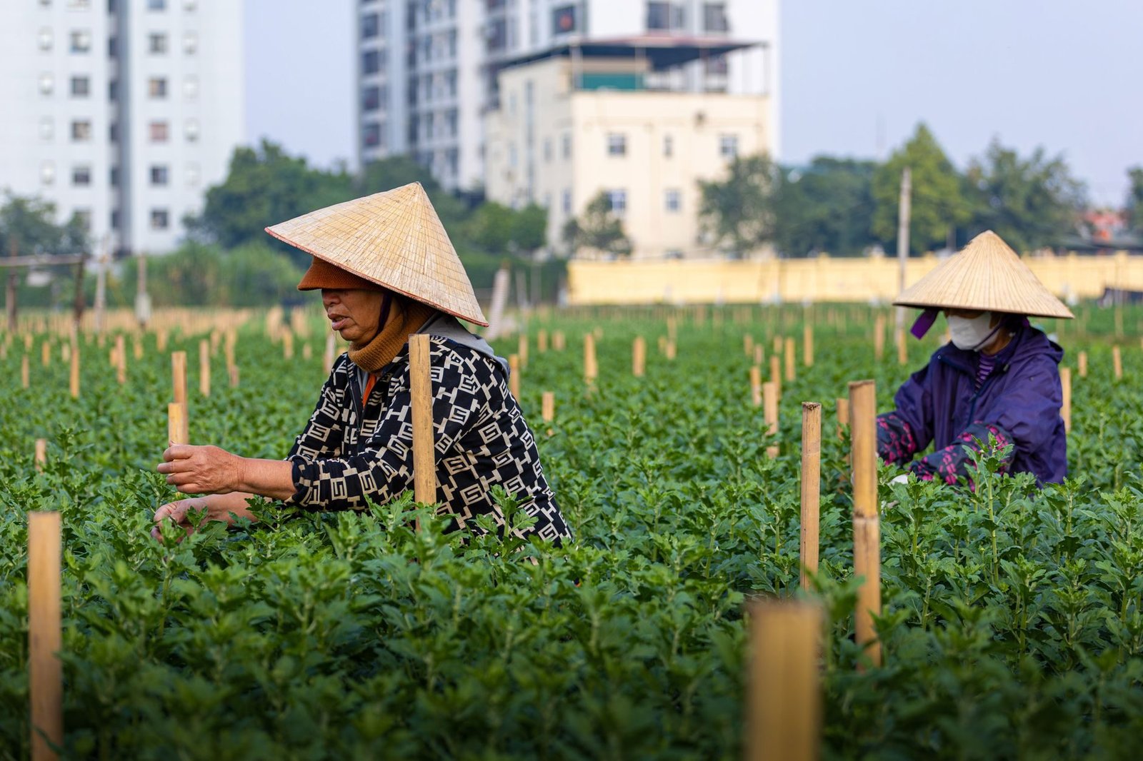 Two Vietnamese farmers tending to crops in Hà Nội field with urban backdrop.