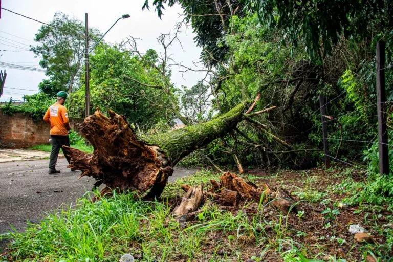 Arvore do vizinho invadindo seu terreno: direitos e deveres 7 Worker clearing fallen tree on street after storm in Londrina, Brazil.
