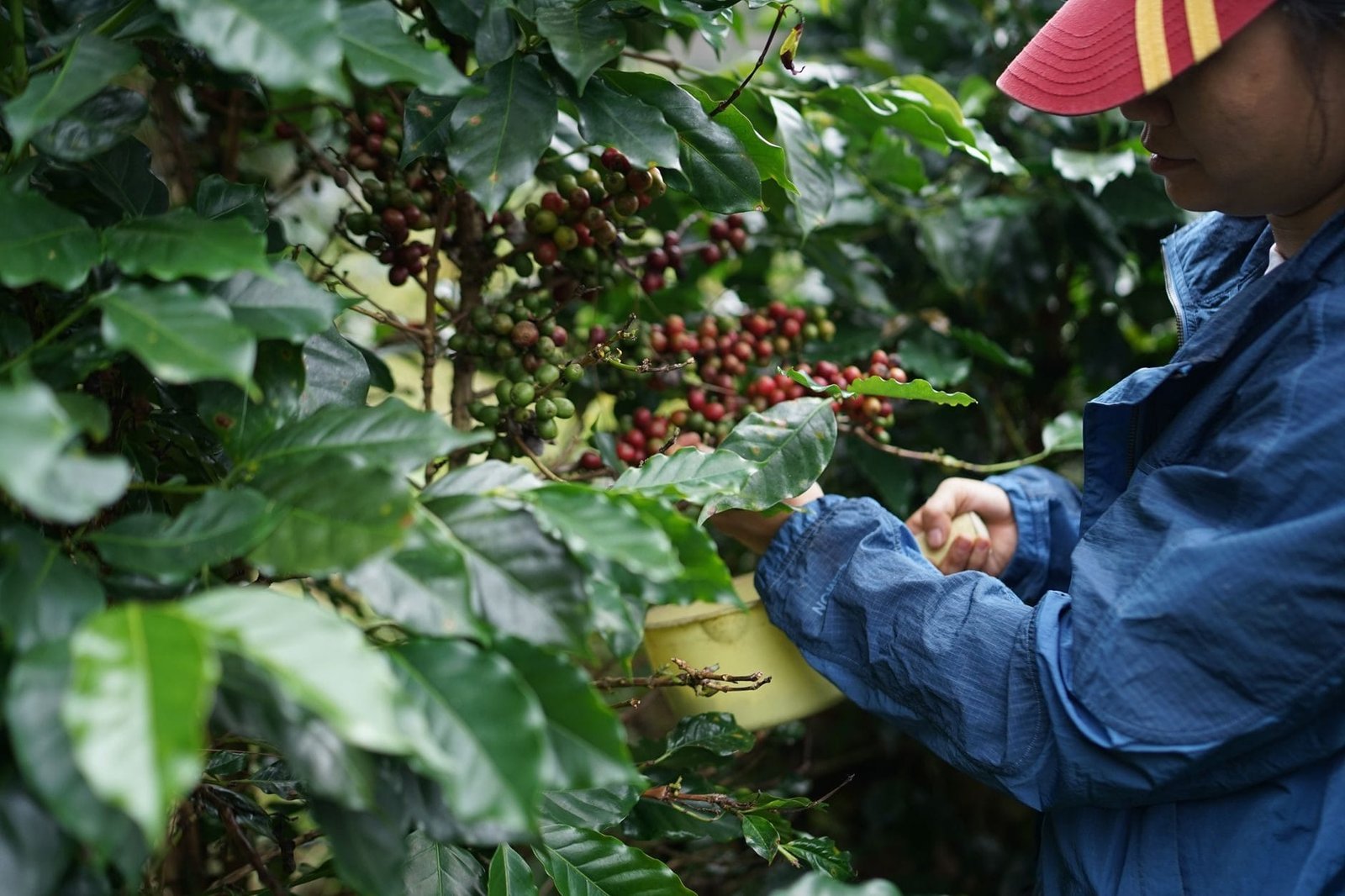 Boia-fria e diarista rural: direitos previdenciários de quem trabalha sem vínculo fixo 1 A farmer carefully picking ripe coffee beans from lush green coffee plants in a plantation
