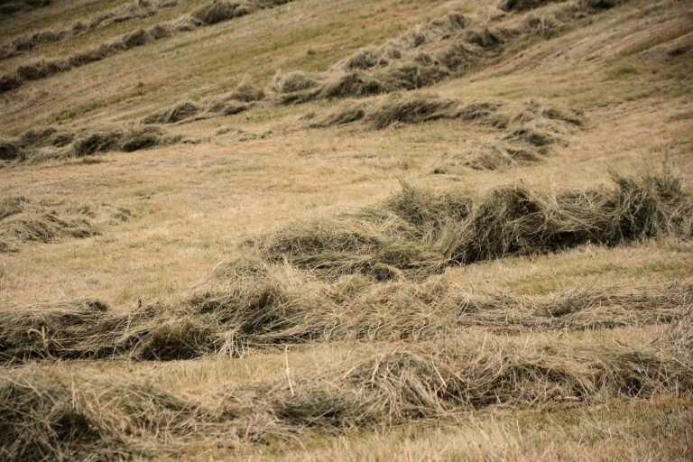 hay, grass, meadow, harvest, agriculture, rural scence, countryside, nature, hay, hay, hay