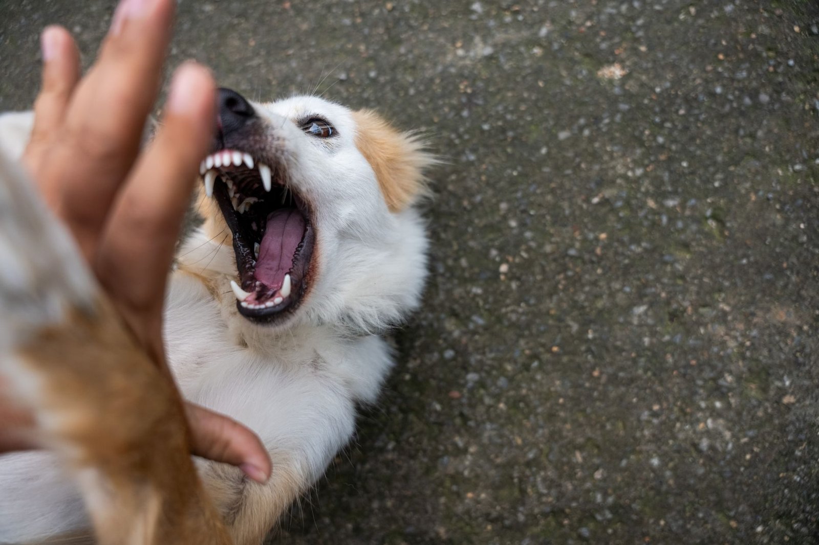 A playful dog showing its teeth as it interacts boisterously with a human hand outdoors.