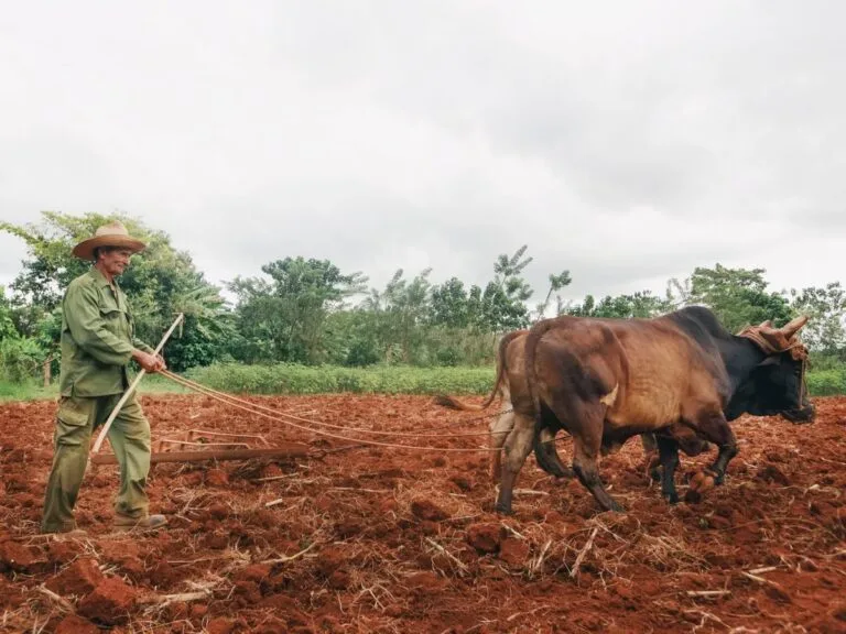 Como comprovar tempo rural sem carteira assinada 2 Elderly farmer plowing a field with oxen in a rural agricultural setting.