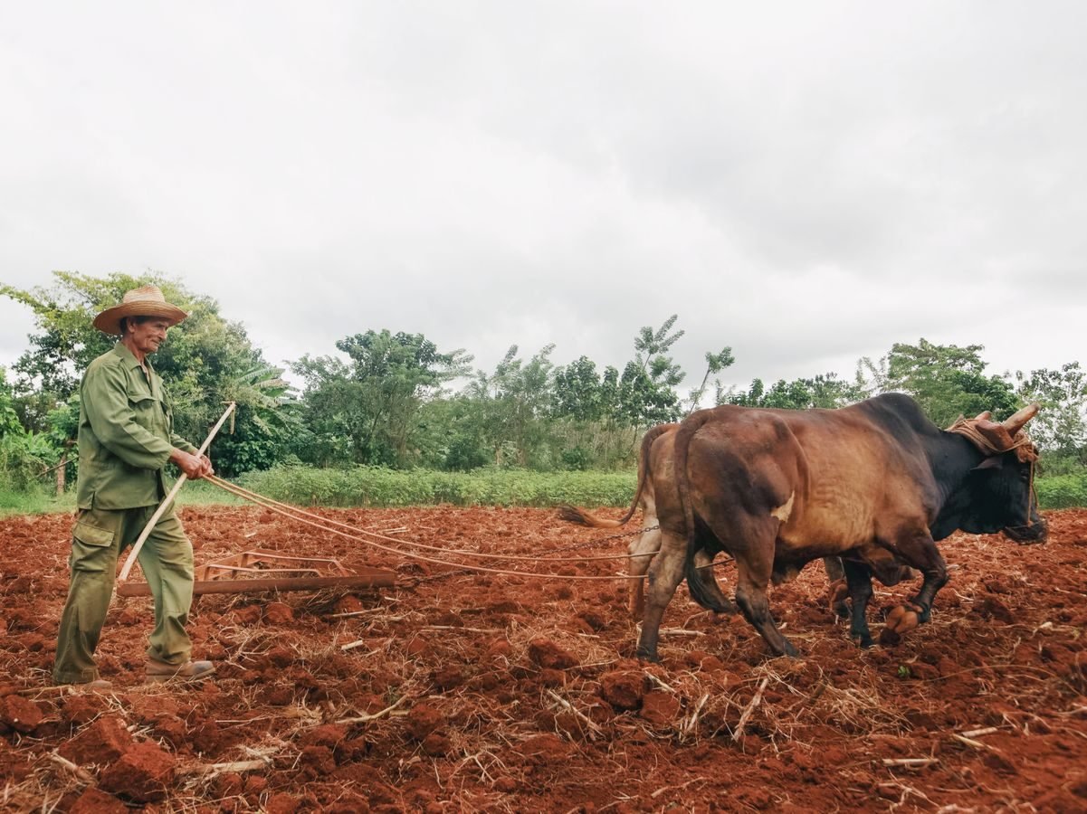 Elderly farmer plowing a field with oxen in a rural agricultural setting.