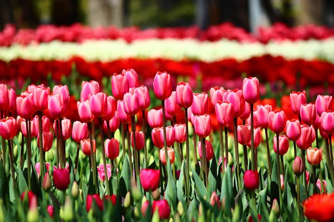 red tulips, tulips arrayed, nature, tulips that can summon, konya, spring