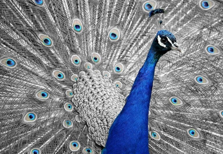 STF acolhe embargos, cancela a tese da Revisão da Vida Toda e torna cogente a regra de transição da Lei 9.876/1999 (Tema 1.102) 3 peacock, animal, bird, feathers, vanity, dazzling, nature, wheel, multicoloured, splendid,