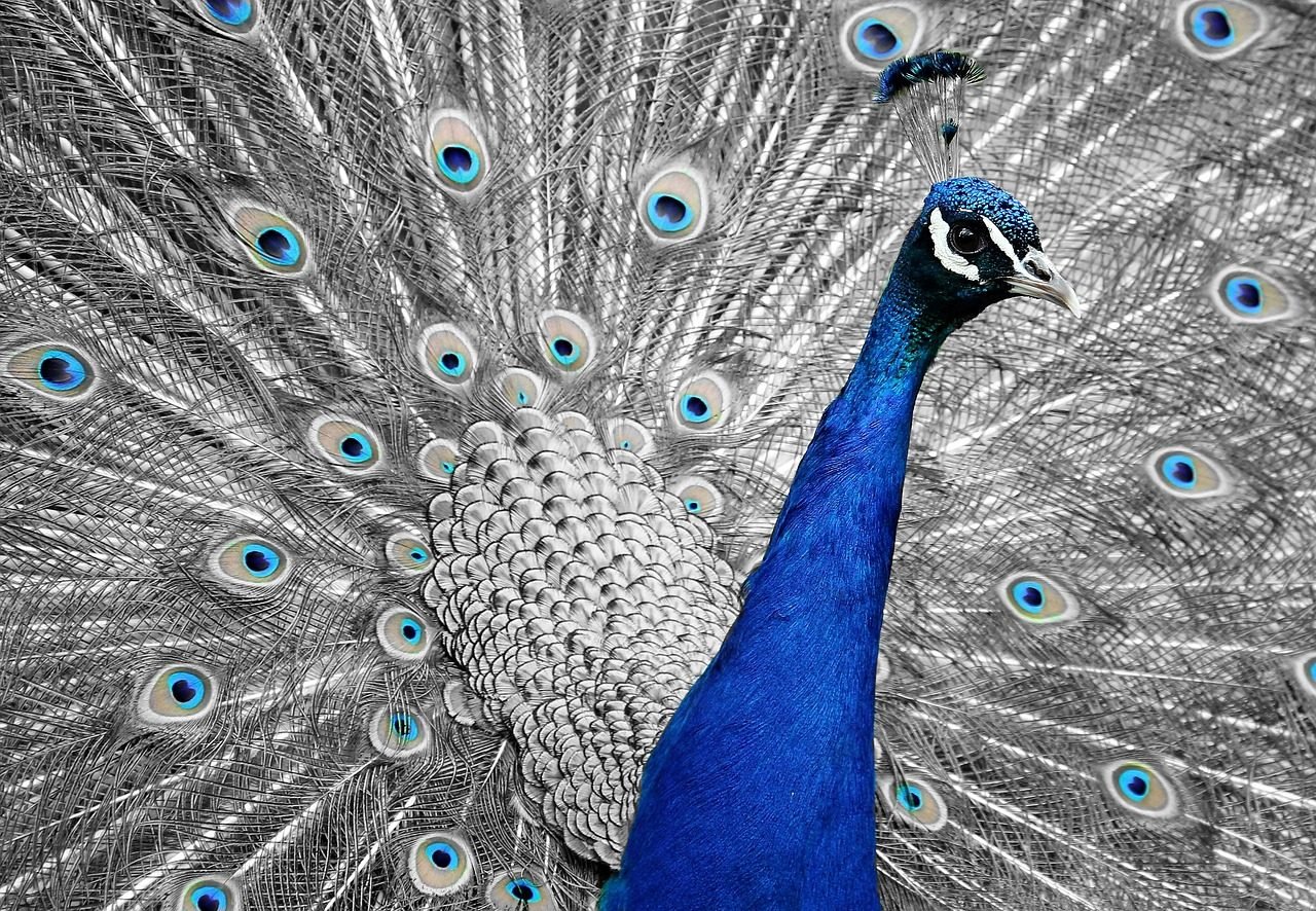 peacock, animal, bird, feathers, vanity, dazzling, nature, wheel, multicoloured, splendid,