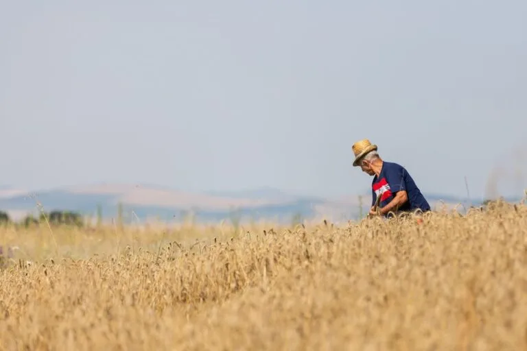 Elderly farmer in straw hat harvesting wheat in sunny Romanian field.