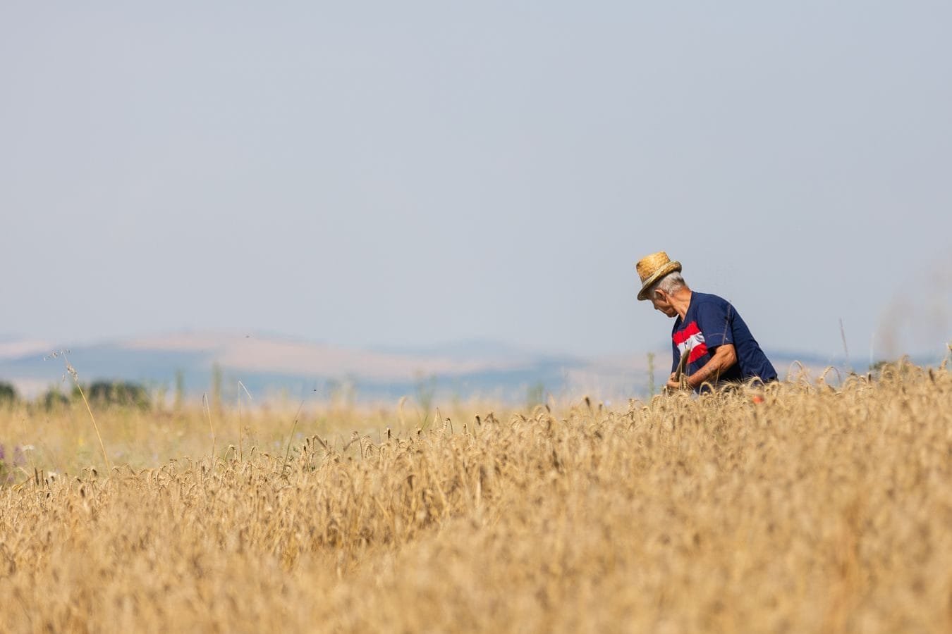 Aposentadoria do trabalhador rural: comprovacao da atividade no campo passo a passo 1 Elderly farmer in straw hat harvesting wheat in sunny Romanian field.