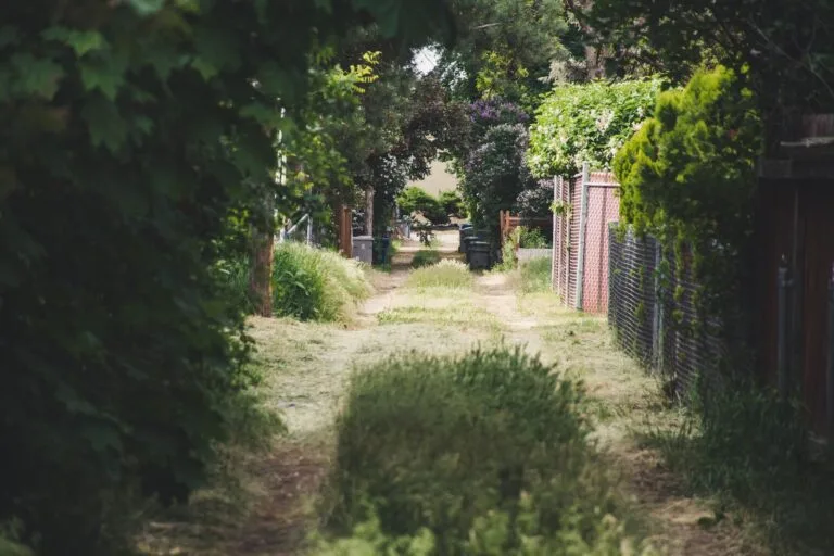 A peaceful alley lined with vibrant trees and bushes under clear daylight in summer, evoking tranquility.