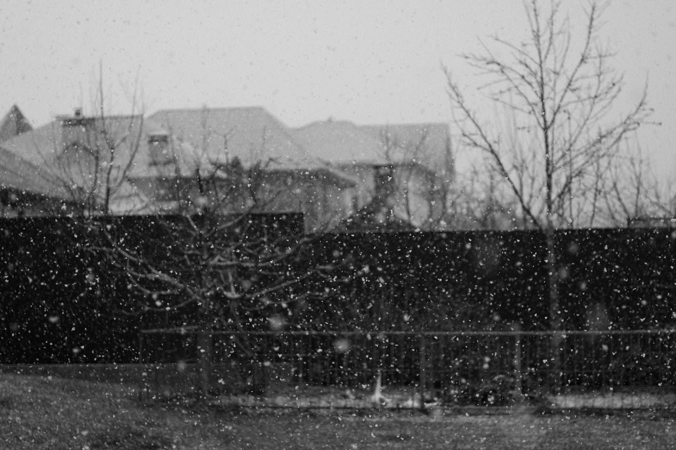 Monochrome photo of snow falling in a suburban backyard with bare trees.