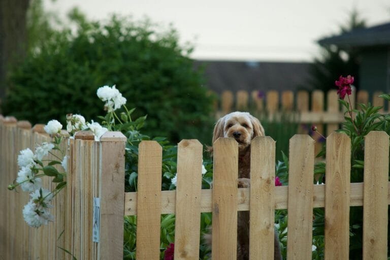 Cão que late e incomoda: limites entre direito do dono e sossego alheio 3 Cute brown dog looking over a wooden fence surrounded by flowers in a backyard garden.
