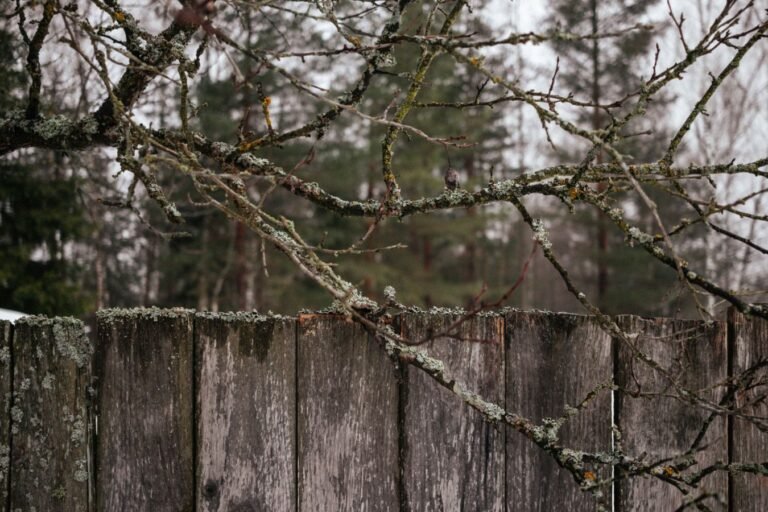 Captivating close-up of a bare tree branch against a rustic wooden fence amidst a serene winter forest.