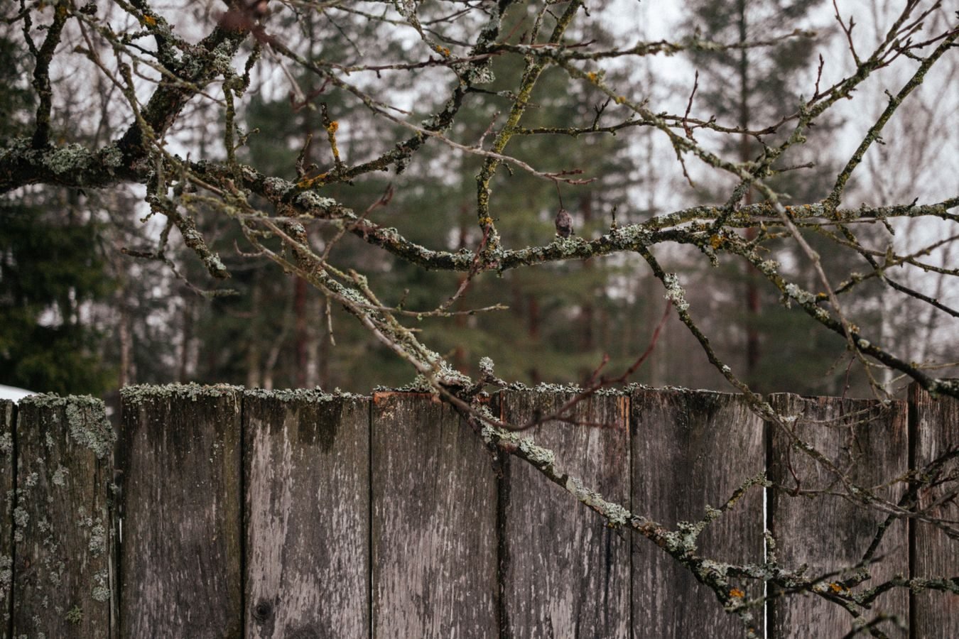 Direito de vizinhanca: barulho, arvores, muros e os limites do uso da propriedade 1 Captivating close-up of a bare tree branch against a rustic wooden fence amidst a serene winter forest.