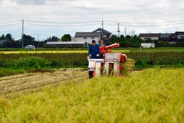 Man operating a machine harvesting rice in a rural Niigata field, Japan.