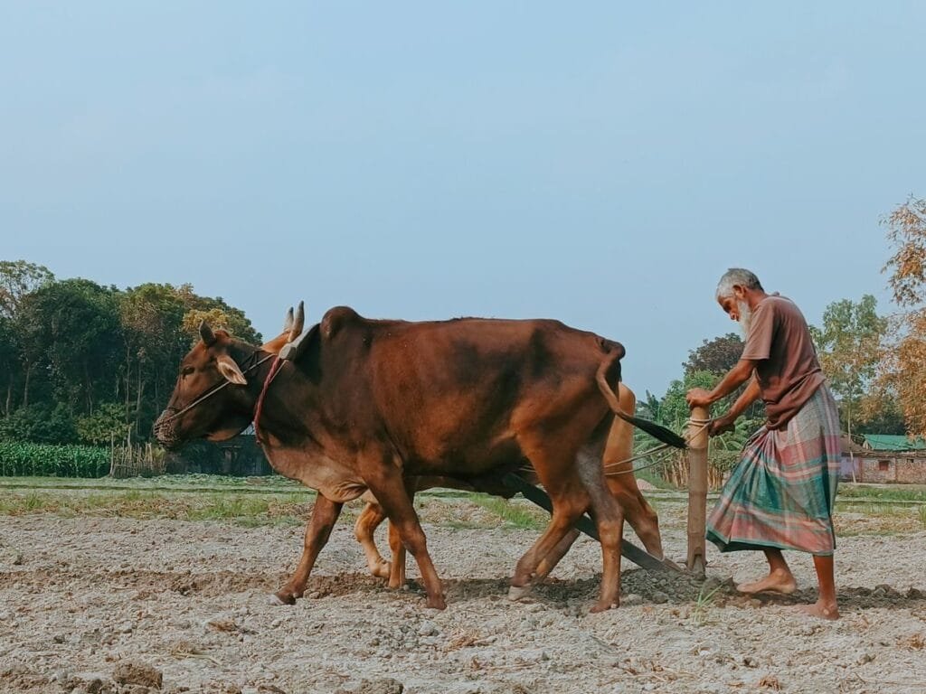 Trabalhei na roca a vida toda sem registro. Posso aproveitar esse tempo? 1 Elderly farmer plows field with oxen in a rural setting, under a clear sky.
